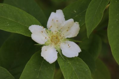 Mespilus germanica - mišpule německá - květ